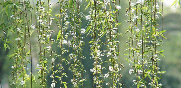 踏春是几月开始的