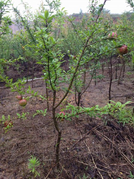 石榴树什么时候修剪最好