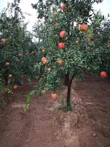 石榴树什么时候修剪最好