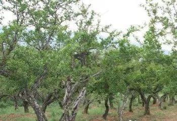 石榴树什么时候修剪最好