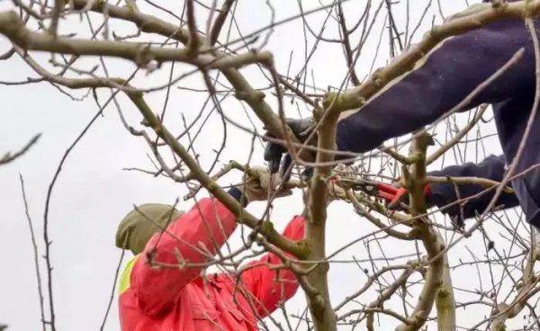 石榴树什么时候修剪最好