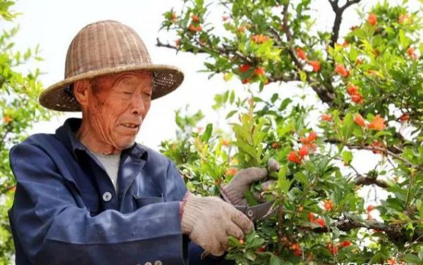 石榴树什么时候修剪最好