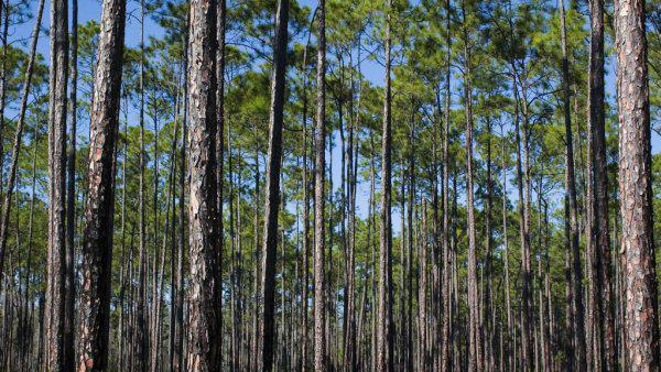 松柏的特点有哪些