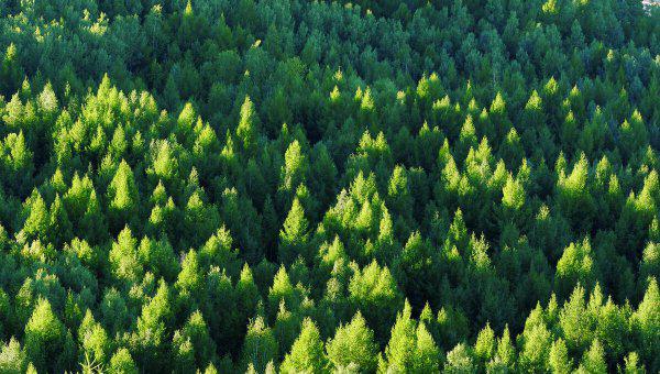 松柏的特点有哪些