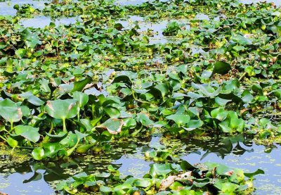 水葫芦的危害有哪些 来自南美洲的外来物种水葫芦危害大吗