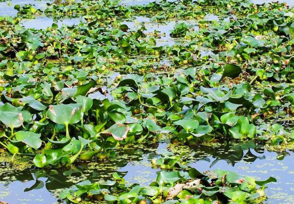 水葫芦的危害有哪些