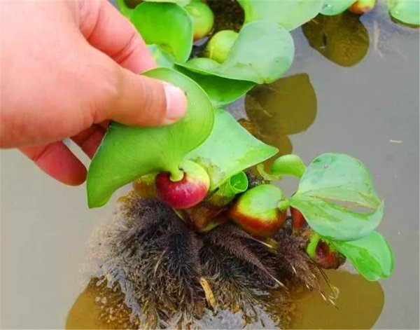 水葫芦的危害有哪些