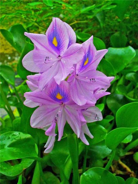 水葫芦的危害有哪些