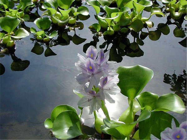 水葫芦的危害有哪些