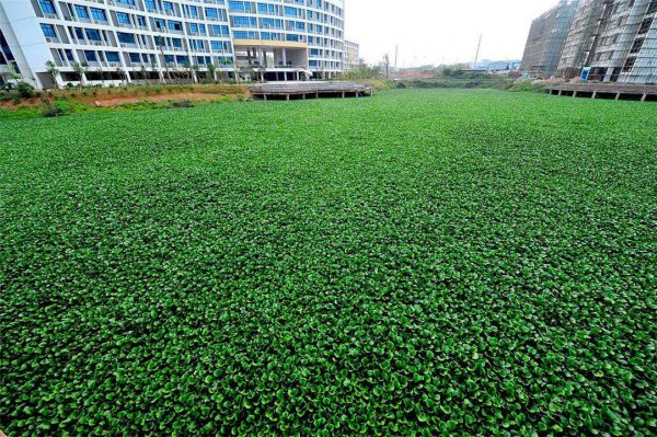 水葫芦的危害有哪些