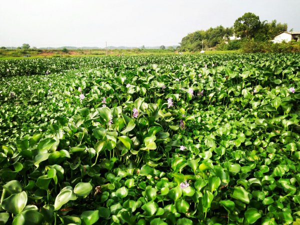 水葫芦的危害有哪些