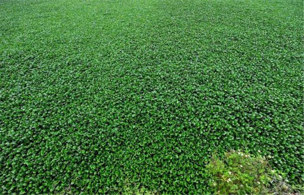 水葫芦的危害有哪些