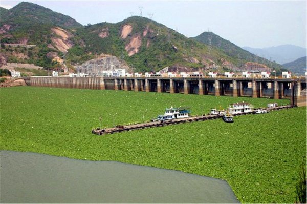 水葫芦的危害有哪些