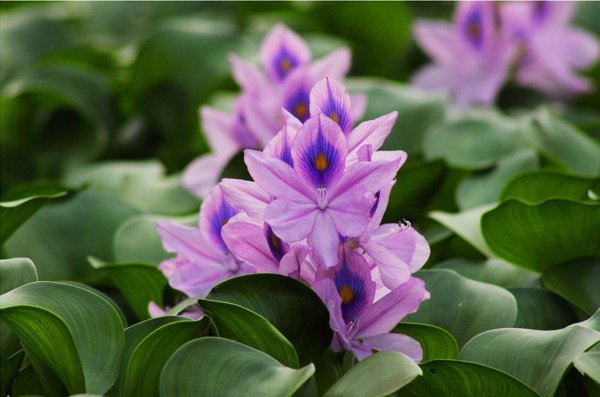 水葫芦的危害有哪些