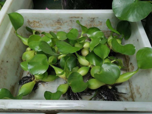 水葫芦的危害有哪些