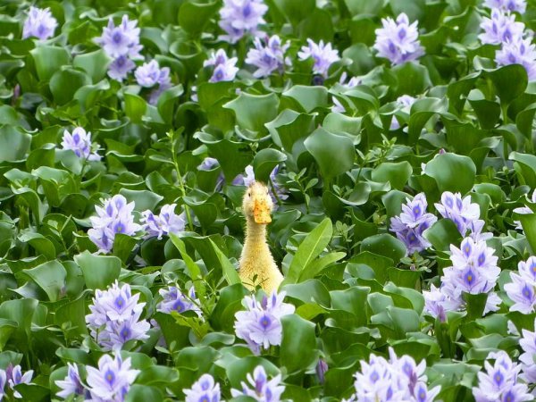 水葫芦的危害有哪些