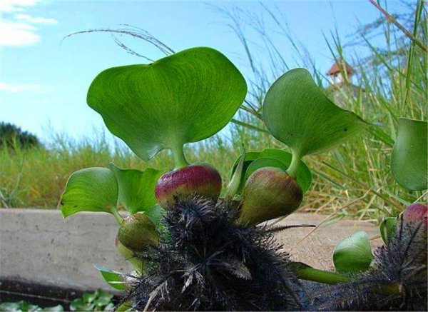 水葫芦的危害有哪些