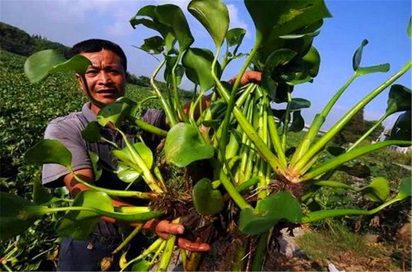 水葫芦的危害有哪些