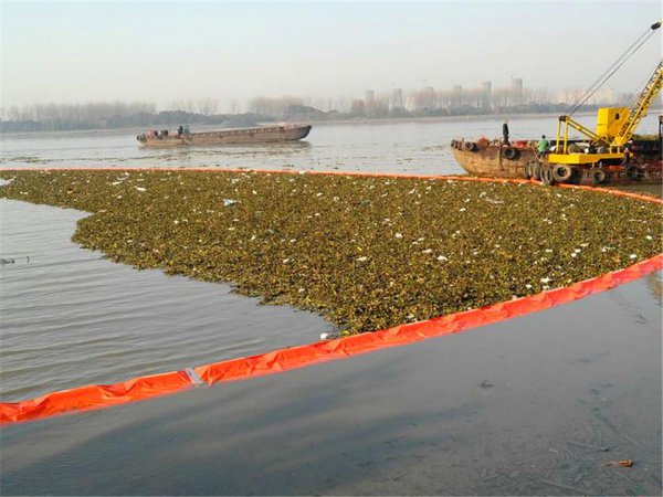水葫芦的危害有哪些