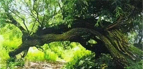 会走路的树在什么地方