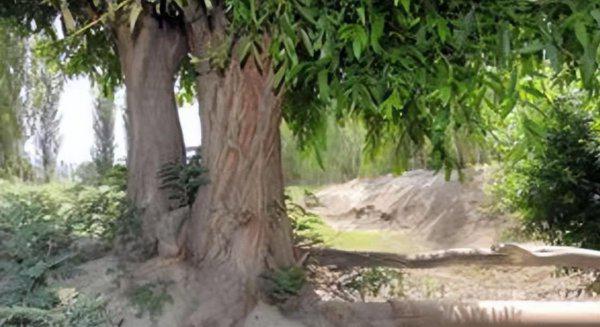 会走路的树在什么地方