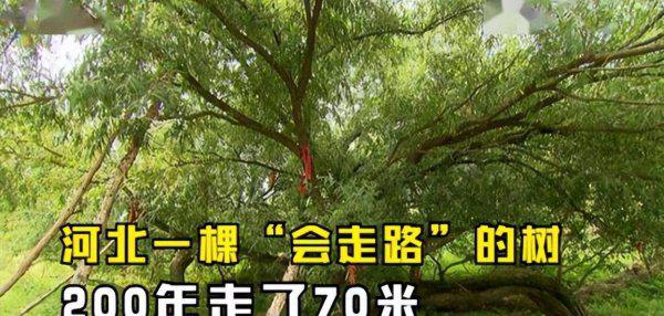 会走路的树在什么地方