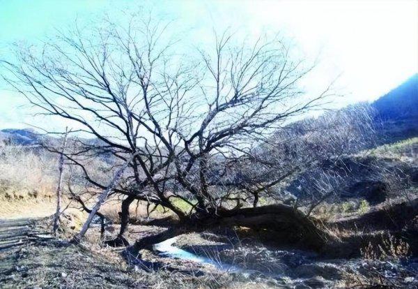 会走路的树在什么地方