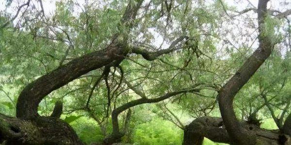 会走路的树在什么地方