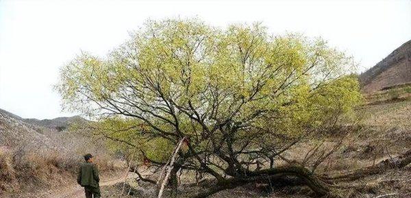 会走路的树在什么地方