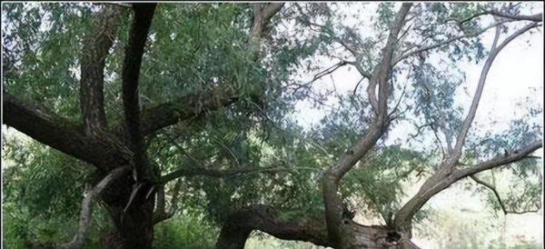 会走路的树在什么地方