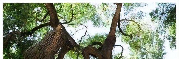 会走路的树在什么地方