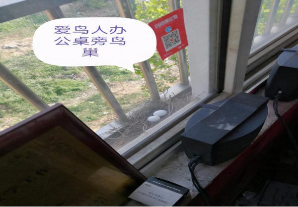 斑鸠在家做窝代表什么意思