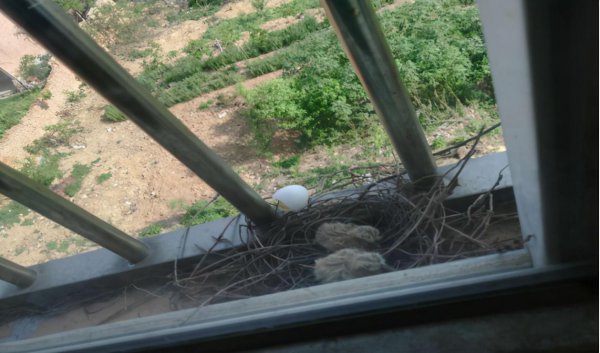 斑鸠在家做窝代表什么意思