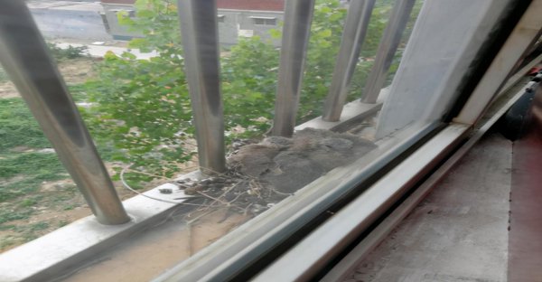 斑鸠在家做窝代表什么意思