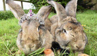 世界上变异动物有哪些 盘点地球上真实存在的九大变异物种