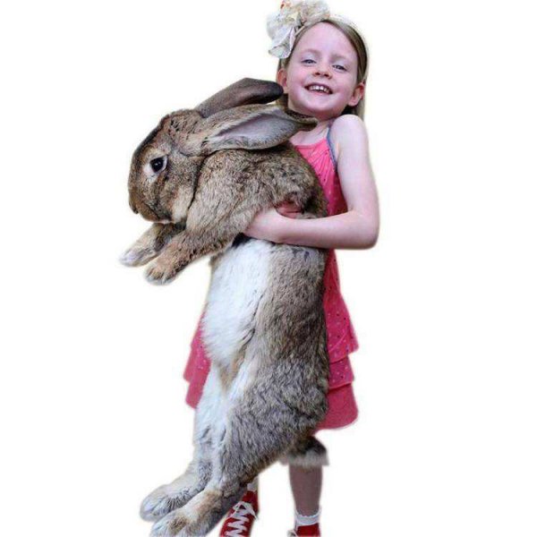 世界上变异动物有哪些