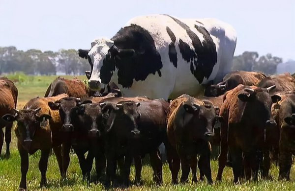 世界上变异动物有哪些