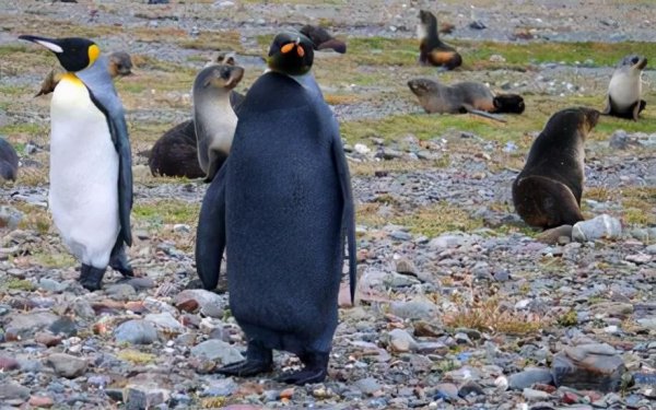 世界上变异动物有哪些