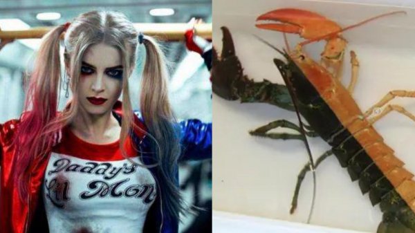 世界上变异动物有哪些