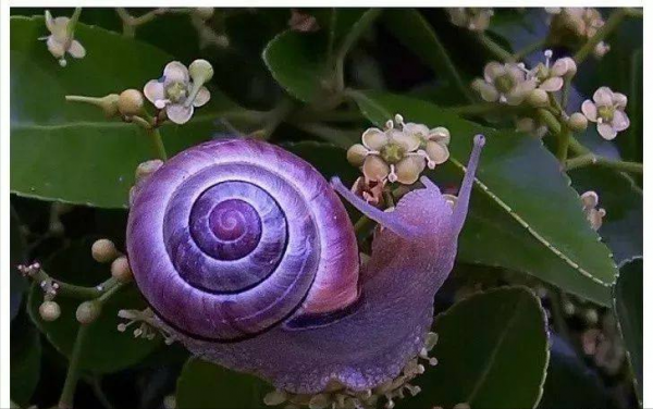 世界上变异动物有哪些