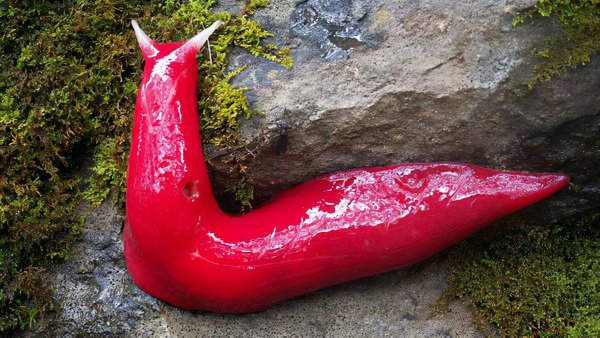 世界上变异动物有哪些