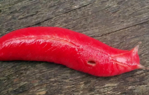 世界上变异动物有哪些