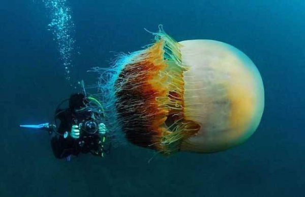 世界上变异动物有哪些