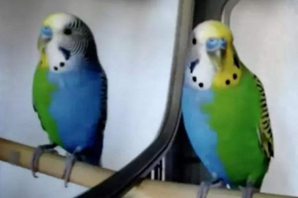 世界上变异动物有哪些