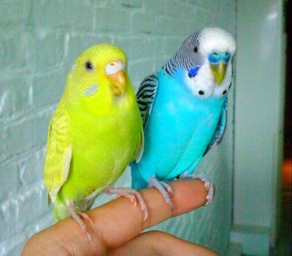 世界上变异动物有哪些