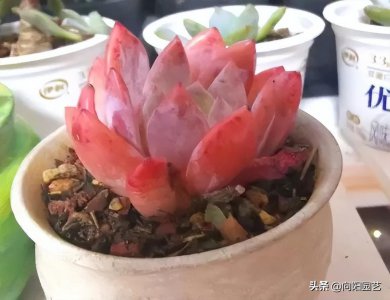 多肉适合在室内养还是在室外养