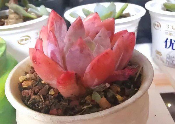 多肉适合在室内养还是在室外养