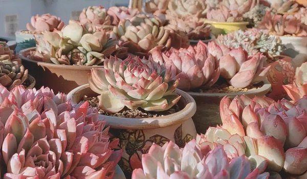 多肉适合在室内养还是在室外养