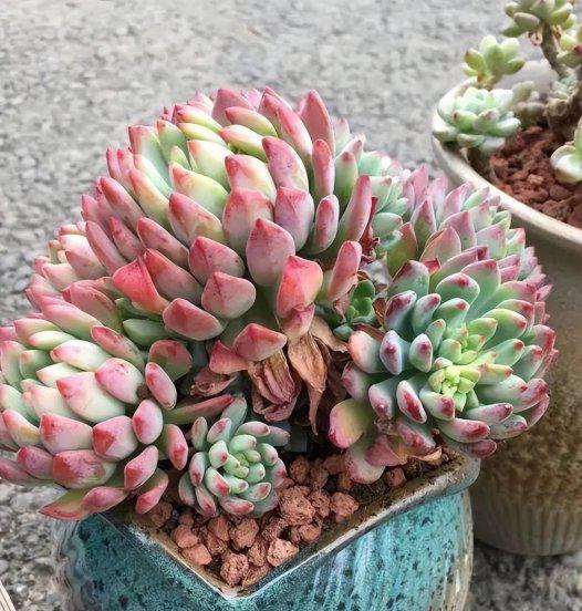 多肉适合在室内养还是在室外养