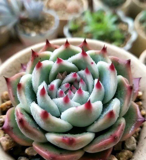 多肉适合在室内养还是在室外养